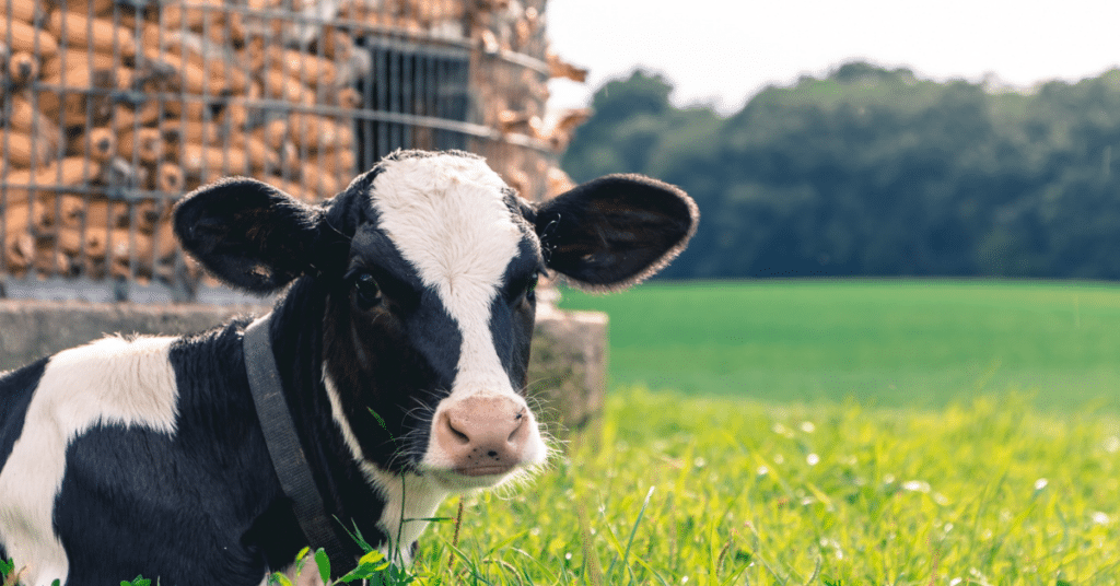 Farm and Farm Animals: Aligning with Aistear